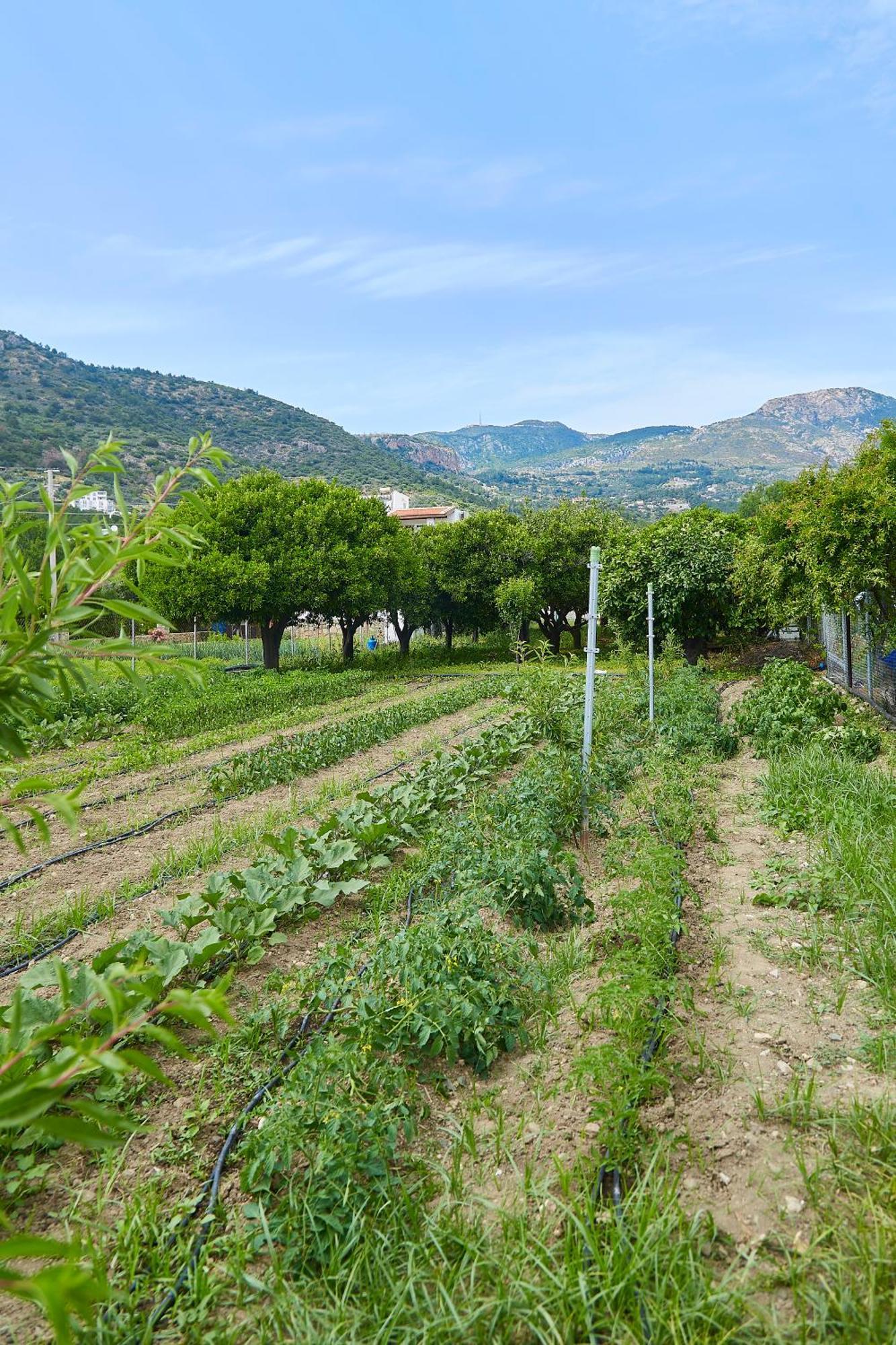 Melinda Pension & Restaurant Mesudiye  Dış mekan fotoğraf